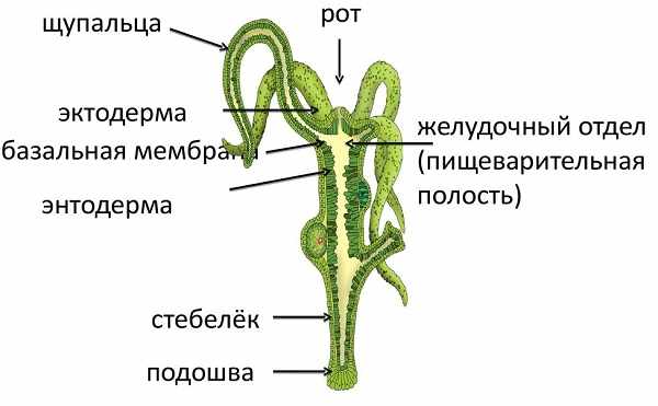 Ссылка кракен даркнет маркет